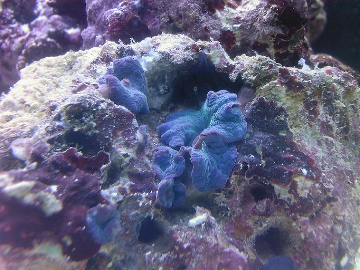 Discosoma skiver