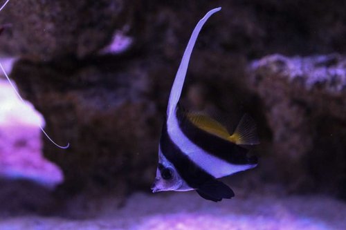 huniocus.jpg