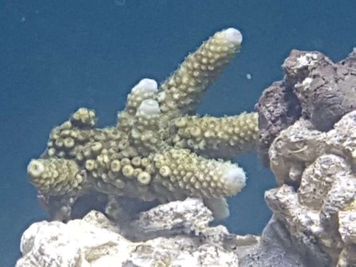 fingercoral 18-5.jpg