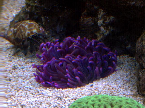 anemone_125.jpg