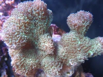 mt 789520 (400 x 300).jpg