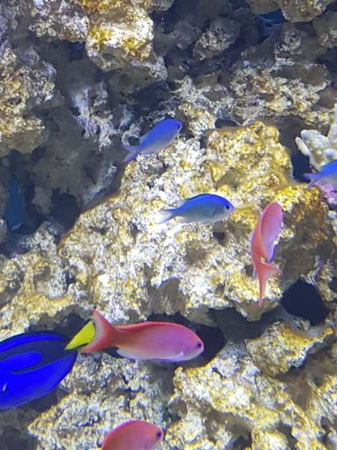 Precist halvdelen af min fiskebestand på 1 billed :) (glemte mine 2 Kardinaler)