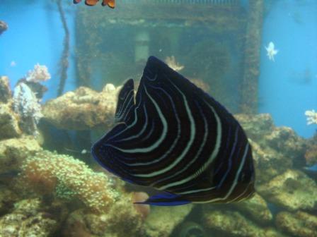 min koran kejser, som er ved at skifte farve