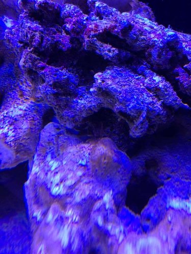 Glasrose