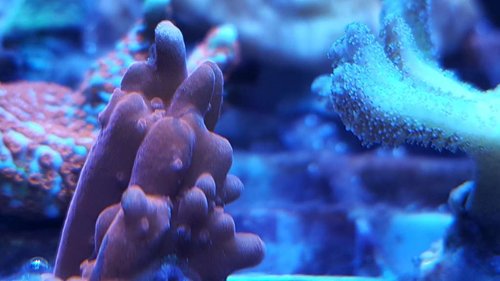 Grafted setosa 07.06.17.jpg (44.93 KiB) Vist 3045 gange Det er et mobil billede jeg lige har taget.<br />Jeg har prøvet at zoome lidt ind, så man kan se de små lilla områder i det røde/orange. Der er et lille område i grenen fortil, nederst tv og så er der en stribe på den tykke gren mf der vandrer henover toppen. Nu må jeg se om det holder.