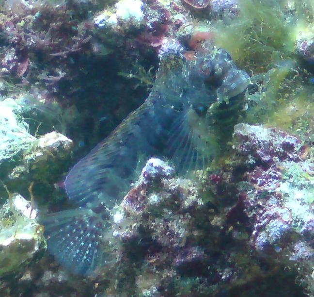 Arnold (Salarias Fasciatus)
