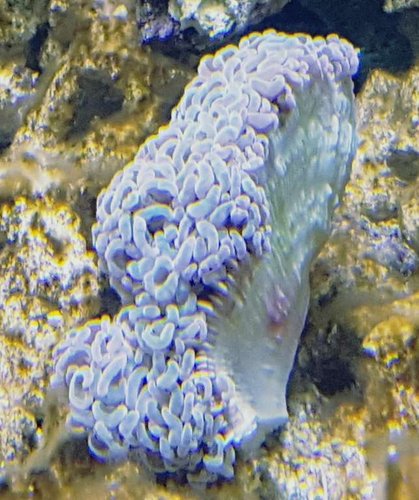 euphyllia ancora toxic, Medium L=15 cm