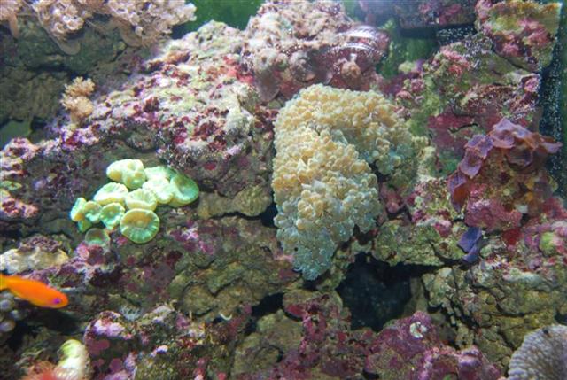 DSC_0090 (Medium) (Small).JPG