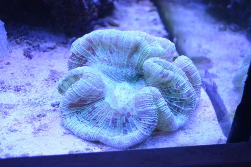 DSC_0538.JPG