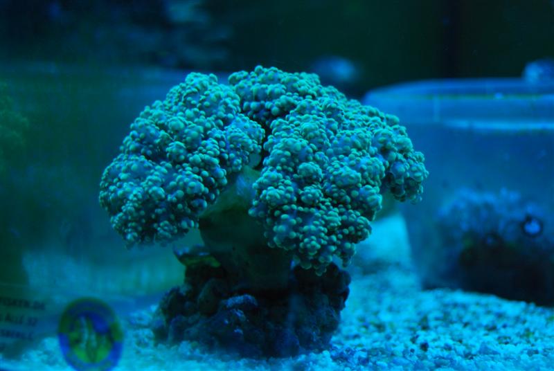 DSC_0051 (Medium).JPG