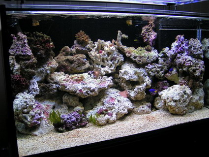 forum pic 06.jpg
