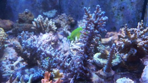 Acropora echinata &quot;bottlebrush&quot; vild. Muligvis &quot;ice fire&quot;.