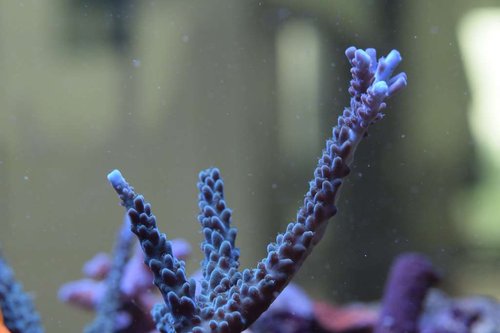 A staghorn