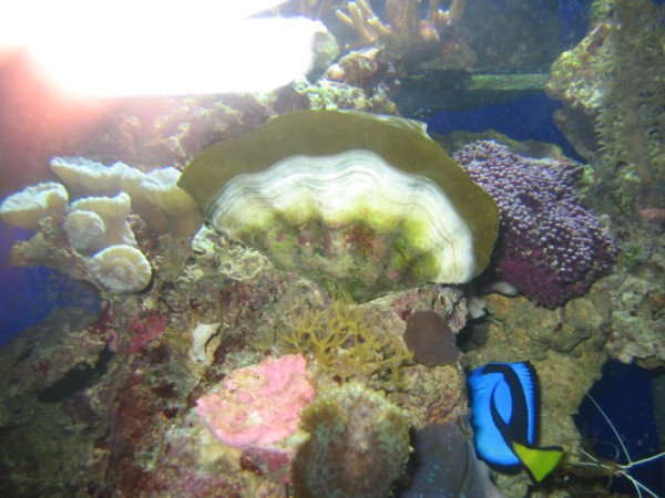 IMG_0966 (600 x 450).jpg