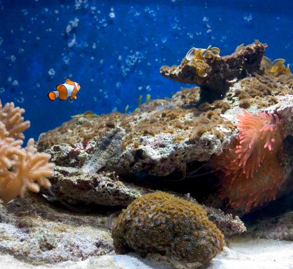 Anemonen er begyndt at kigge frem fra sit skjulested