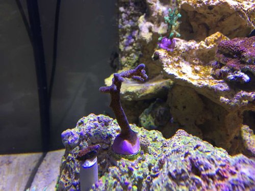 skidt Stylophora