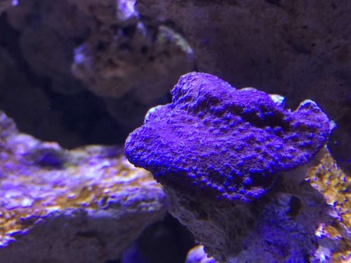 skidt Montipora reverse pokerstar