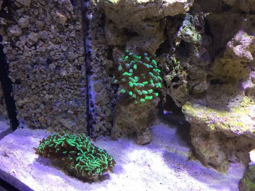 Euphyllia ancora´er står pænt