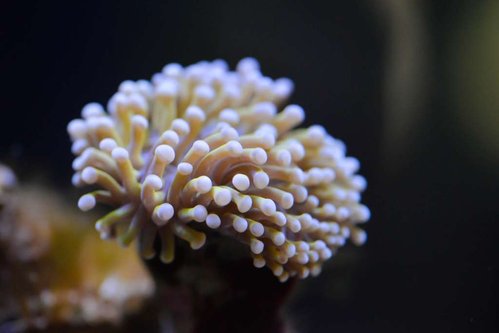 Golden torch euphyllia