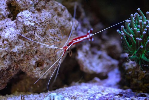lysmata amboinensis