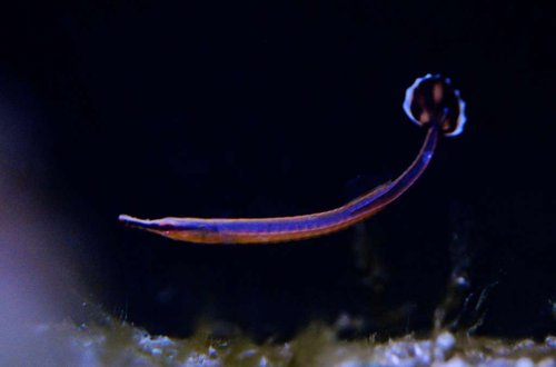 doryrhamphus excisus