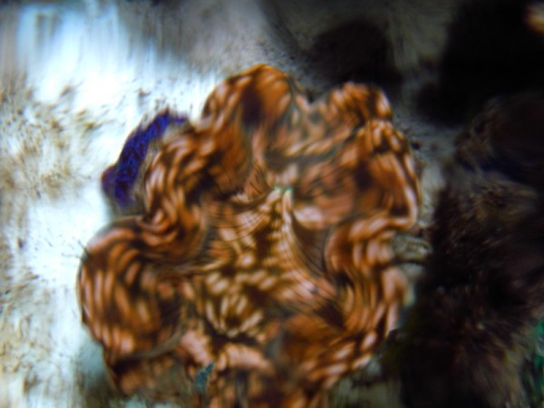tridacna (800 x 600) (600 x 450).jpg