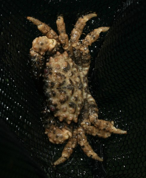 krabbe (490 x 600).jpg