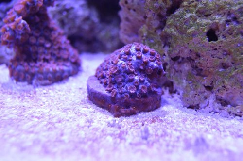 Cyphastrea Occelina.