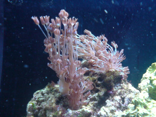 Mine flotte Pumping Xenia..