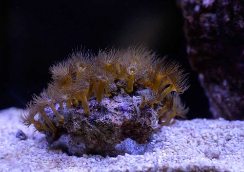 Parazoanthus gracilis