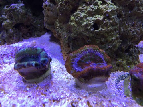 2 nye Acans