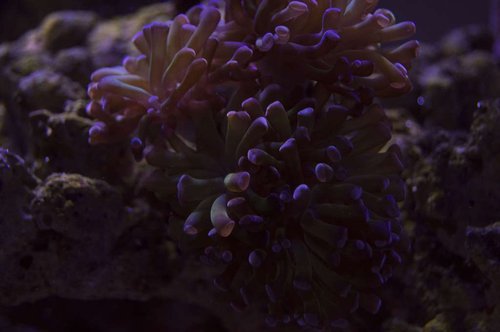 DSC_0062a.JPG