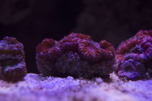 DSC_0061a.JPG