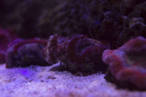 DSC_0043a.JPG