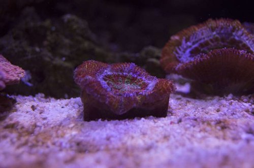DSC_0039a.JPG