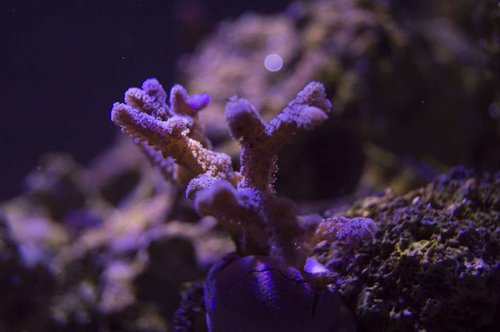 DSC_0033a.JPG