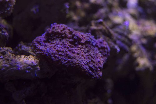 DSC_0031a.JPG