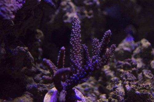DSC_0029a.JPG