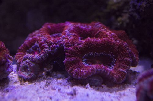 DSC_0001a.JPG