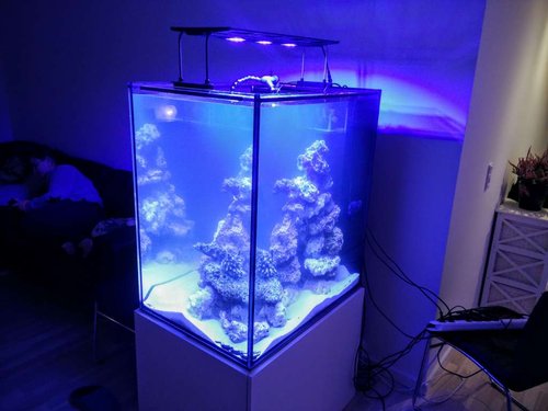 Akvariet