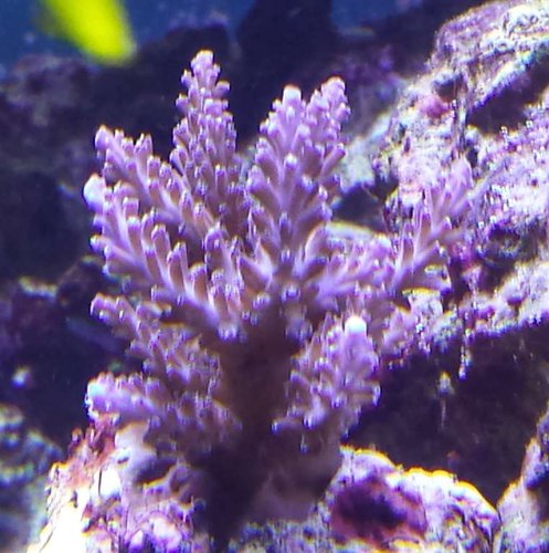 Fra Foretagsakvarium en blå/ile Acro