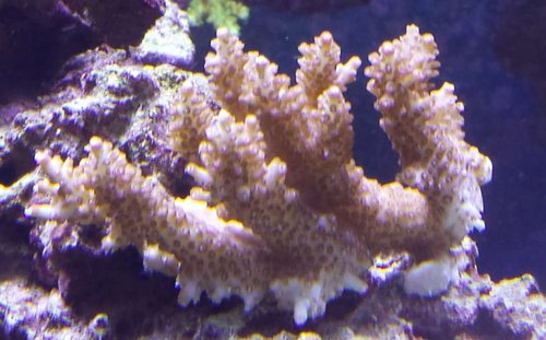 Fra Foretagsakvarium en SSP