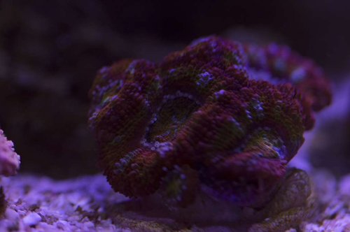 DSC_0051a.JPG