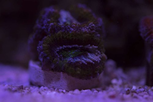 DSC_0048a.JPG