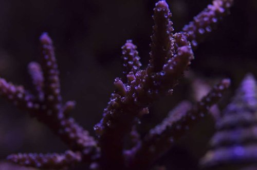 DSC_0047a.JPG