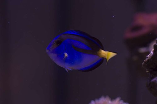 DSC_0037a.JPG