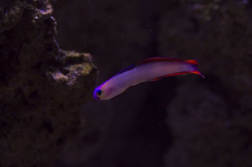 DSC_0036a.JPG
