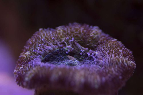 DSC_0032a.JPG