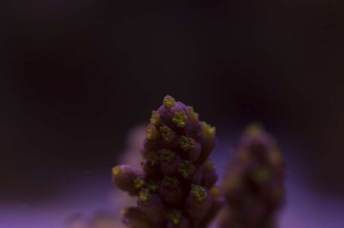 DSC_0031a.JPG