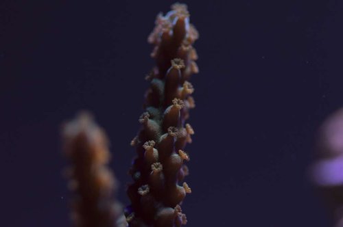 DSC_0021a.JPG